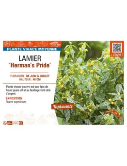 LAMIER HERMAN'S PRIDE