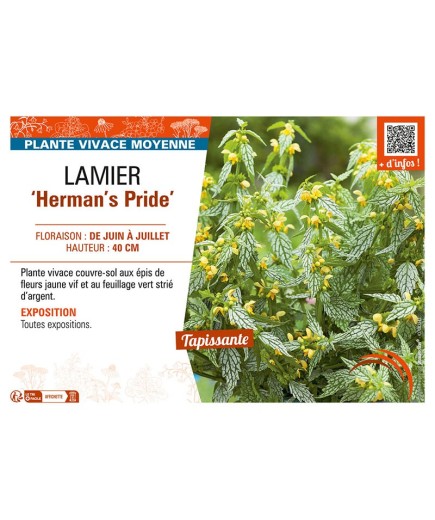 LAMIER HERMAN'S PRIDE