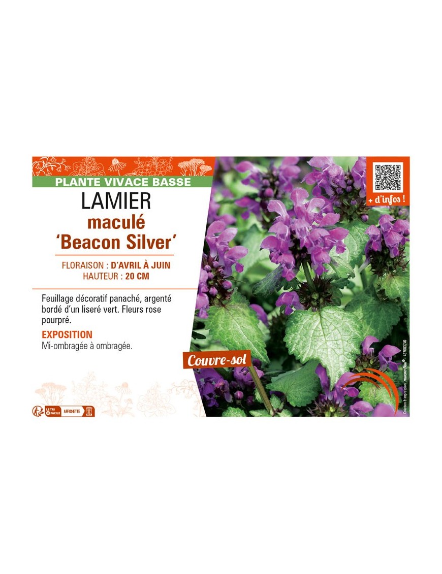 LAMIUM maculatum Beacon Silver voir LAMIER maculé