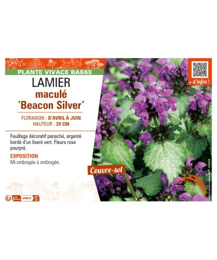 LAMIUM maculatum Beacon Silver voir LAMIER maculé