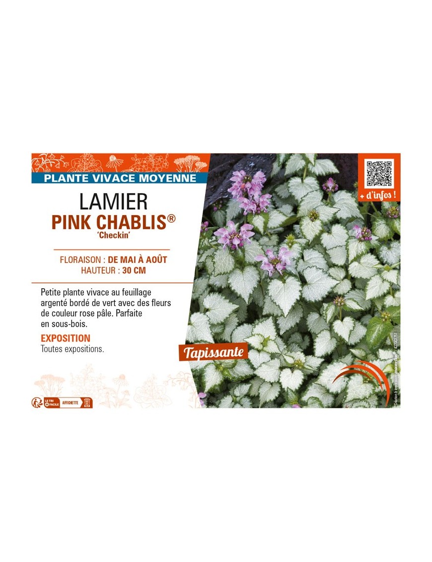 LAMIUM maculatum PINK CHABLIS® Checkin voir LAMIER