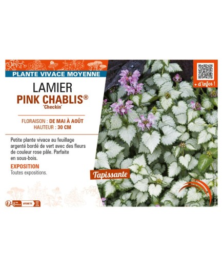 LAMIUM maculatum PINK CHABLIS® Checkin voir LAMIER