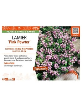 LAMIUM maculatum Pink Pewter voir LAMIER