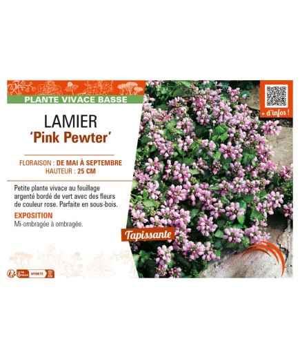 LAMIUM maculatum Pink Pewter voir LAMIER