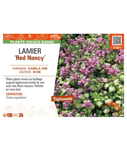 LAMIUM maculatum Red Nancy voir LAMIER