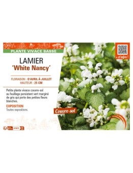 LAMIUM maculatum White Nancy voir LAMIER