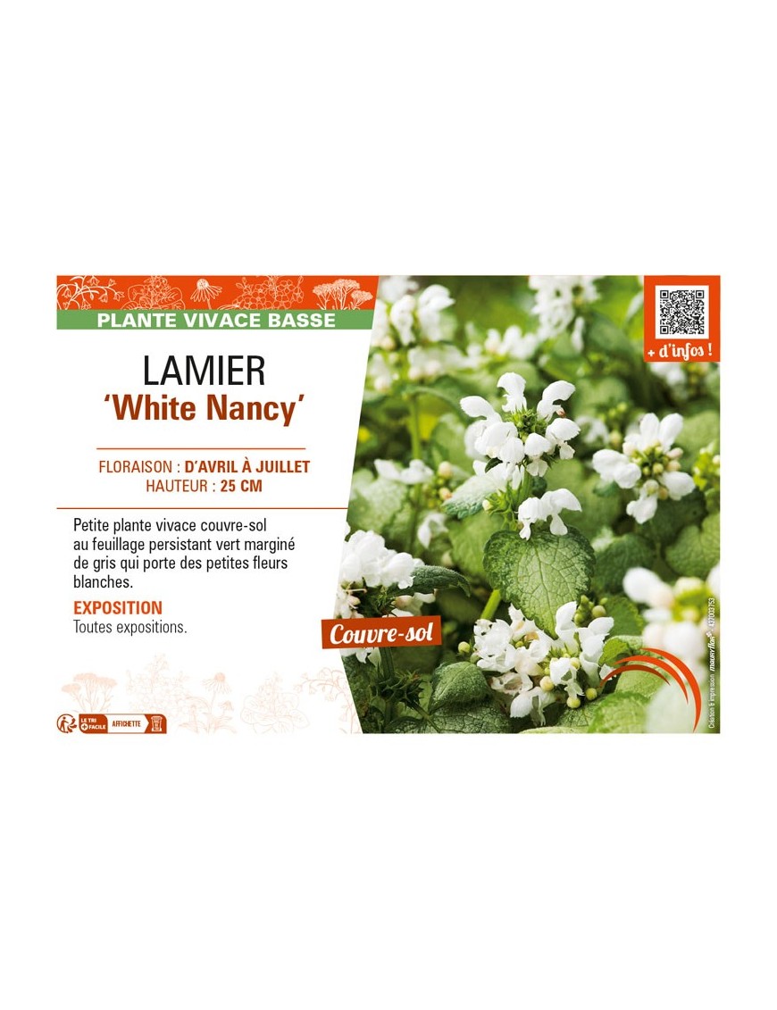 LAMIUM maculatum White Nancy voir LAMIER