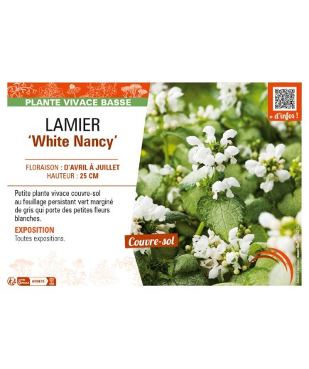 LAMIUM maculatum White Nancy voir LAMIER