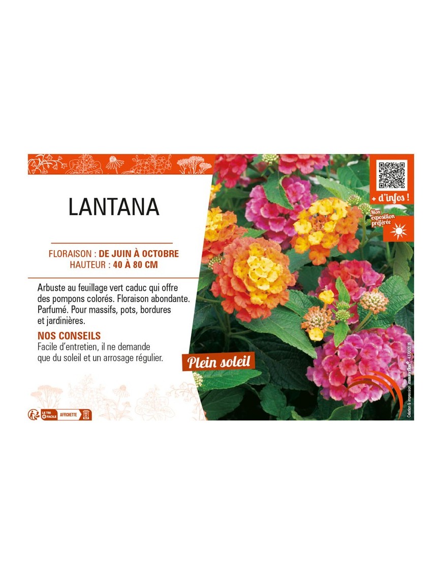 LANTANA (varié)