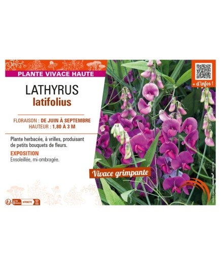 LATHYRUS LATIFOLIUS (varié)