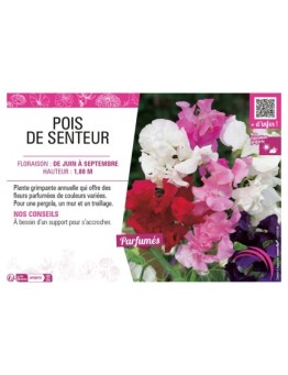LATHYRUS ODORATUS (varié) voir POIS DE SENTEUR