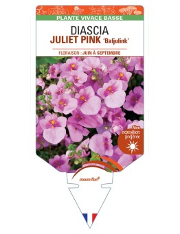 DIASCIA (barberae) JULIET PINK Baljulink