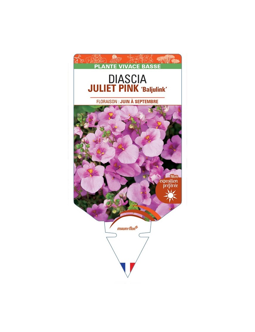 DIASCIA (barberae) JULIET PINK Baljulink