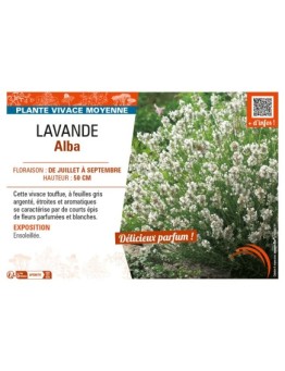 LAVANDULA ALBA