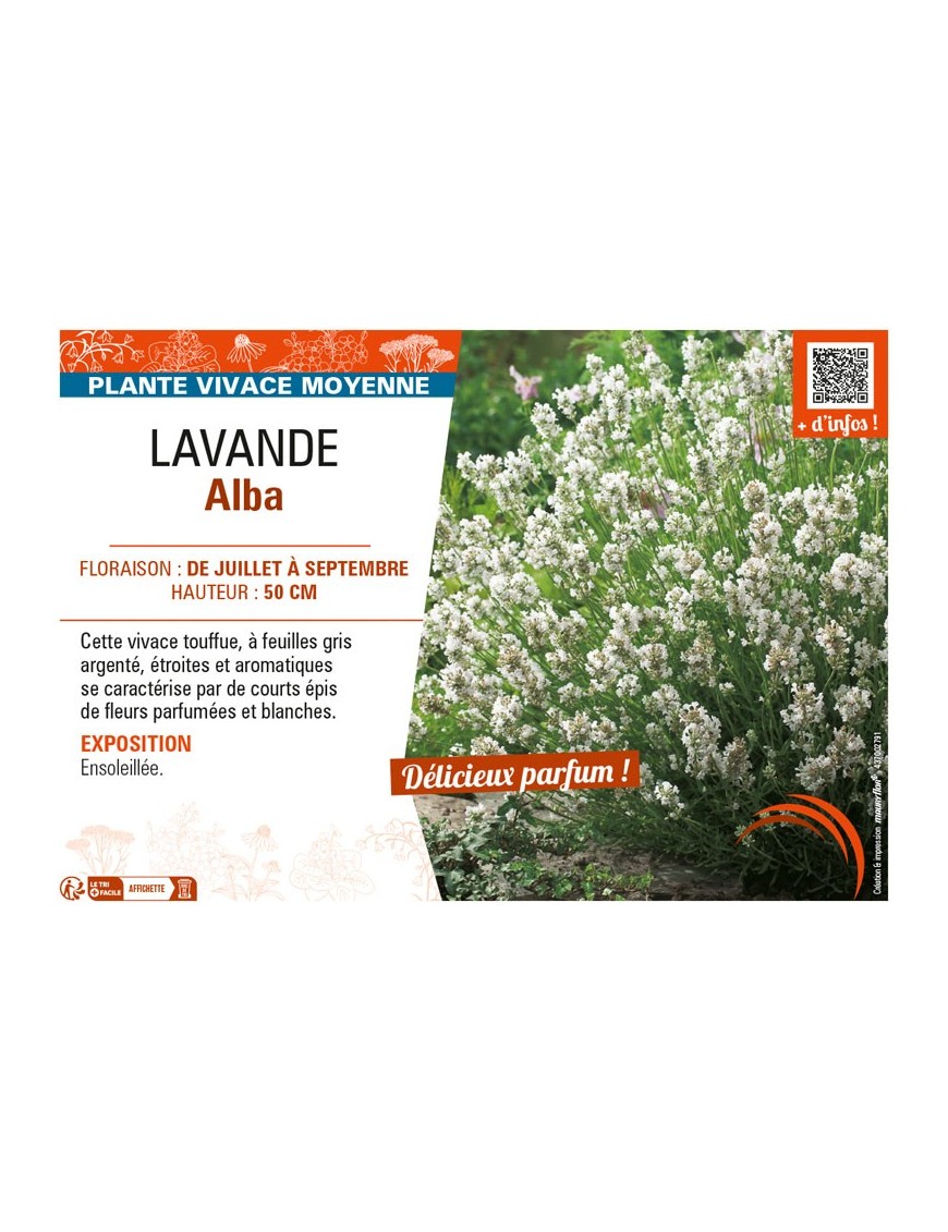 LAVANDULA ALBA