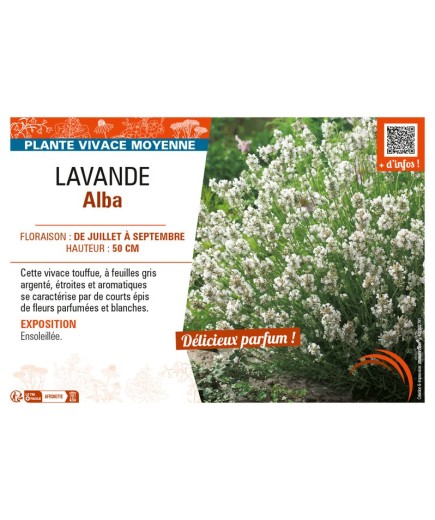 LAVANDULA ALBA