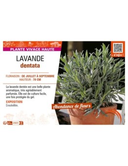 LAVANDULA DENTATA