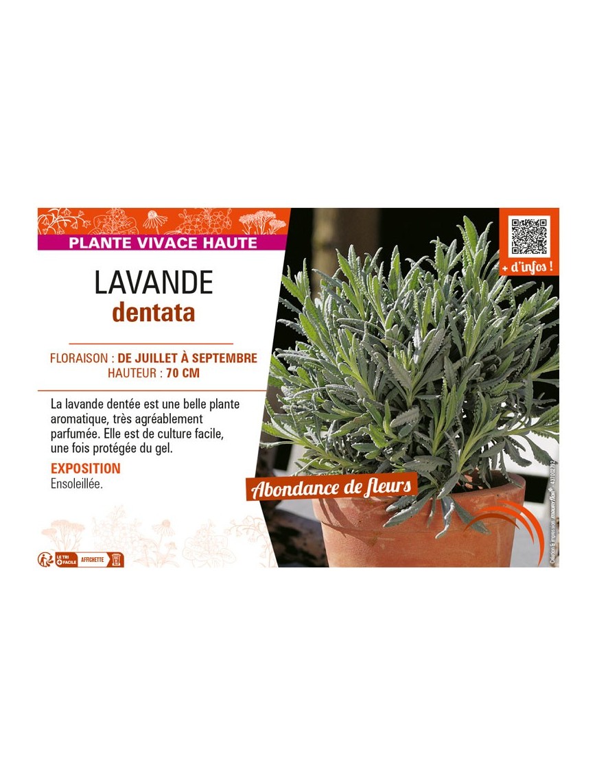 LAVANDULA DENTATA