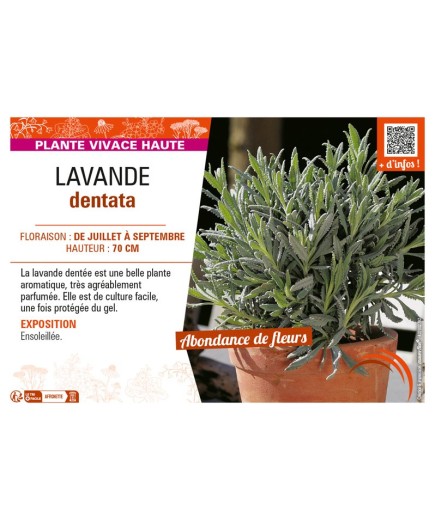 LAVANDULA DENTATA