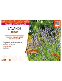 LAVANDULA DUTCH