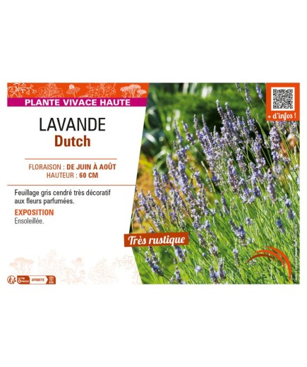 LAVANDULA DUTCH