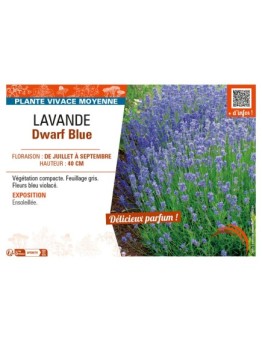 LAVANDULA DWARF BLUE