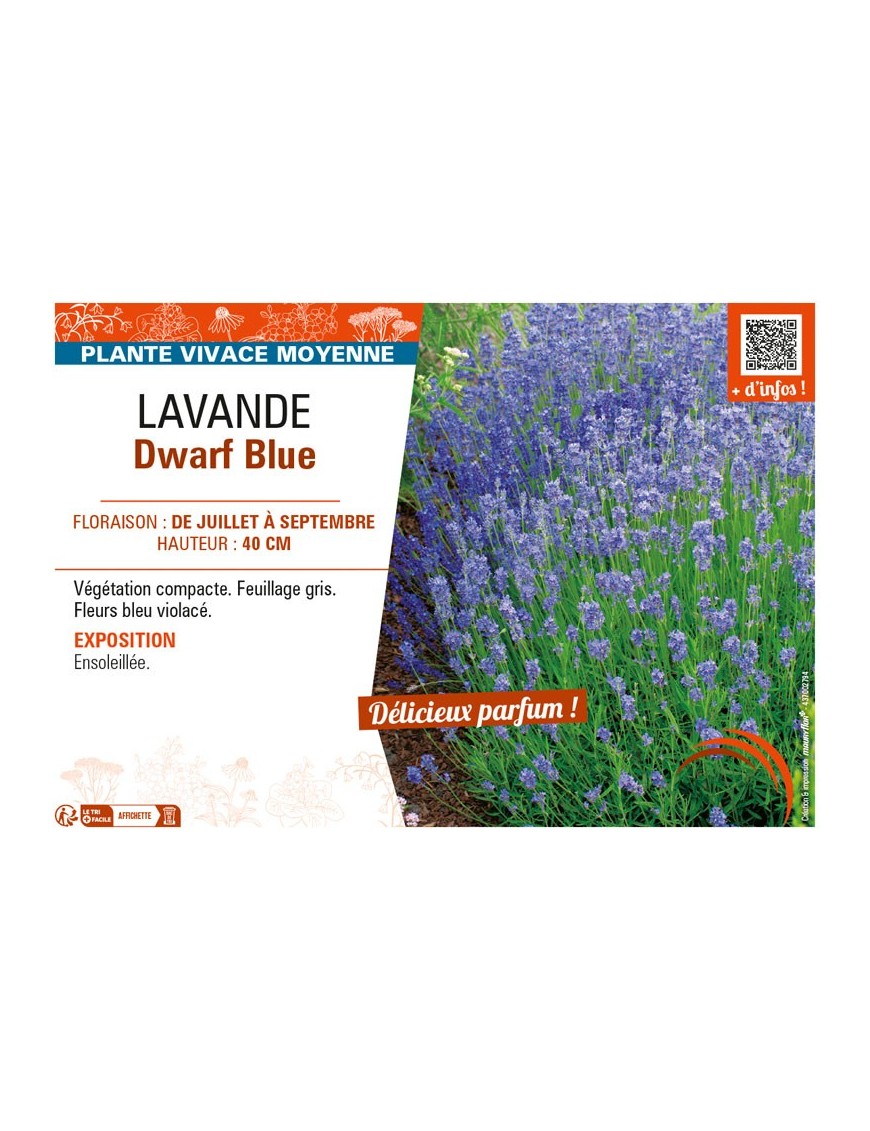 LAVANDULA DWARF BLUE