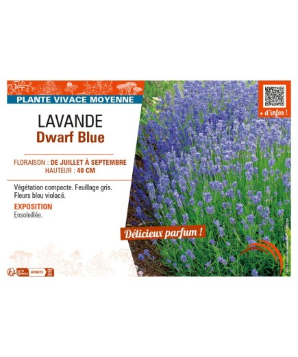 LAVANDULA DWARF BLUE