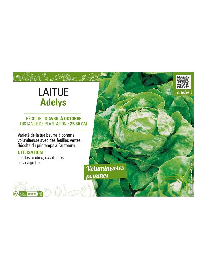 LAITUE ADELYS