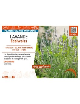 LAVANDULA EDELWEISS
