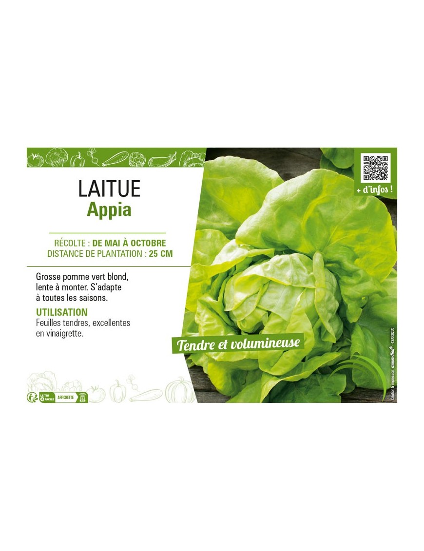 LAITUE APPIA