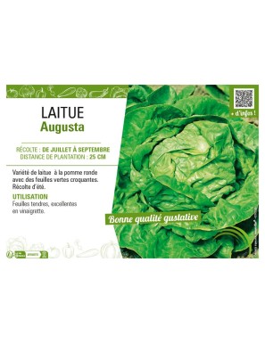 LAITUE AUGUSTA