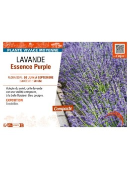 LAVANDULA ESSENCE PURPLE