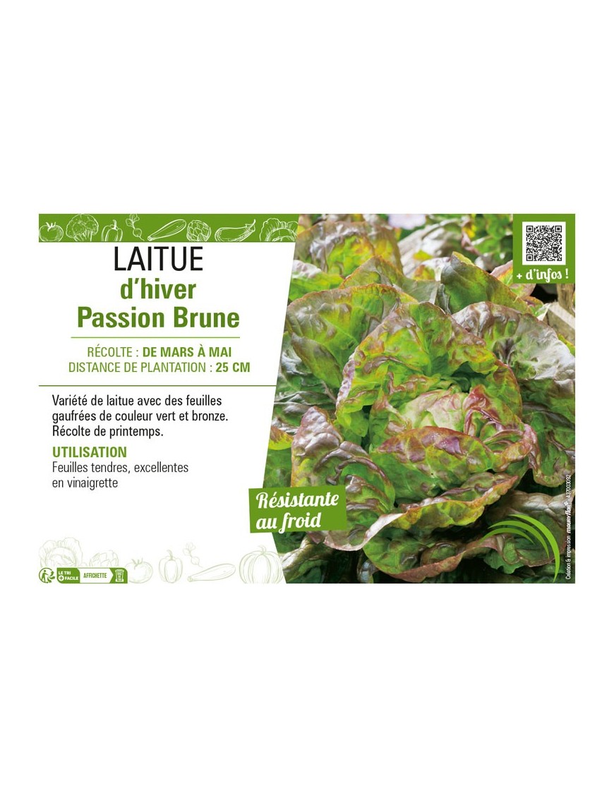 LAITUE D'HIVER BRUNE PASSION