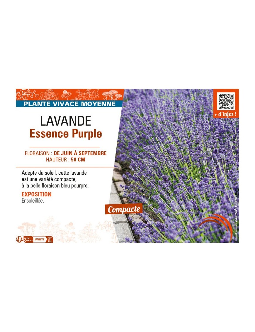 LAVANDULA ESSENCE PURPLE