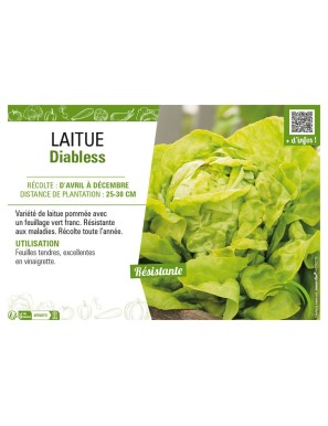 LAITUE DIABLESS