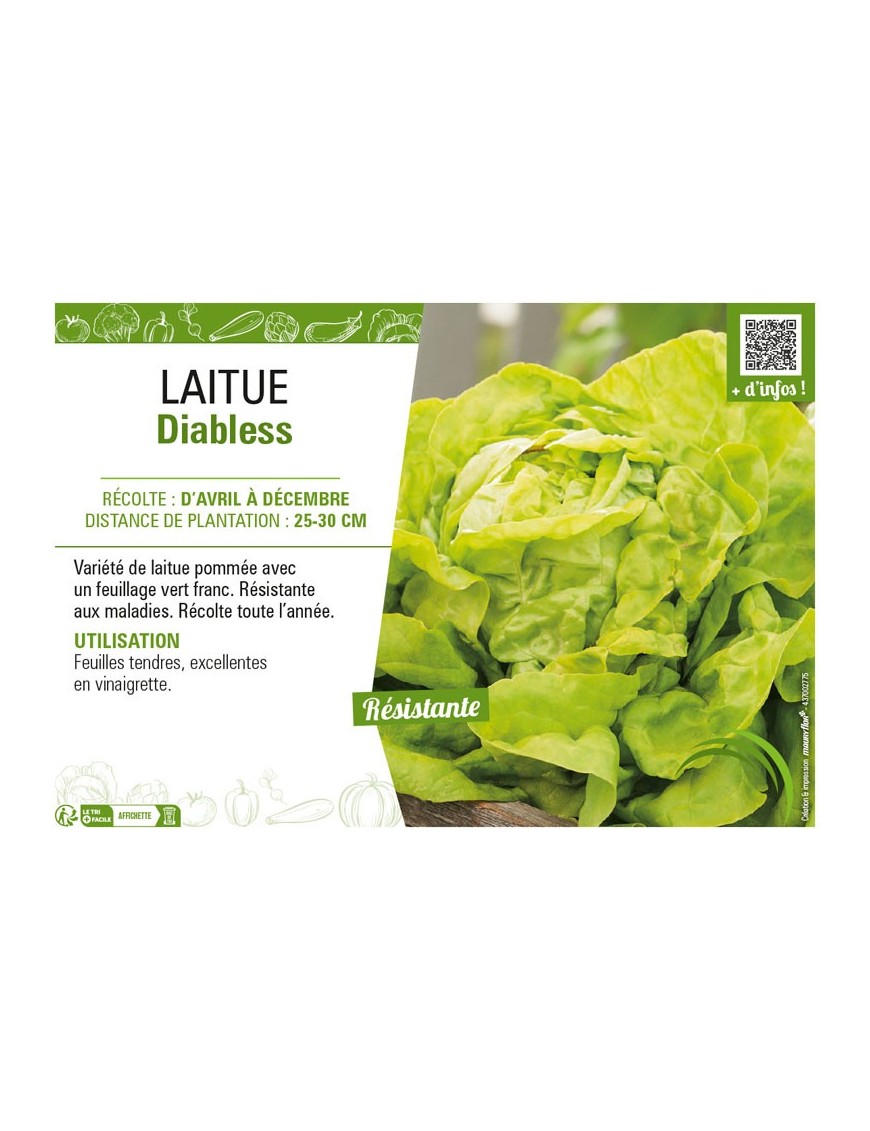 LAITUE DIABLESS