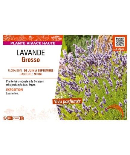 LAVANDULA GROSSO