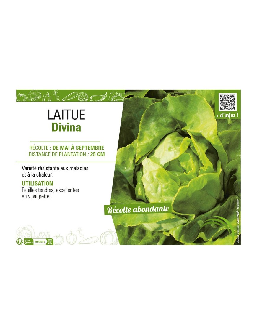 LAITUE DIVINA