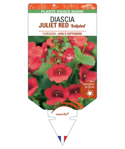DIASCIA (barberae) JULIET RED Baljuled