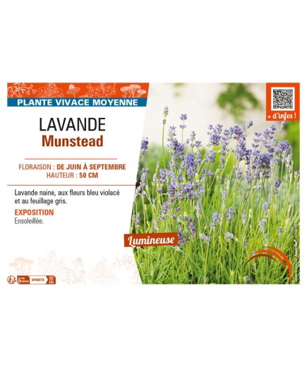 LAVANDULA MUNSTEAD