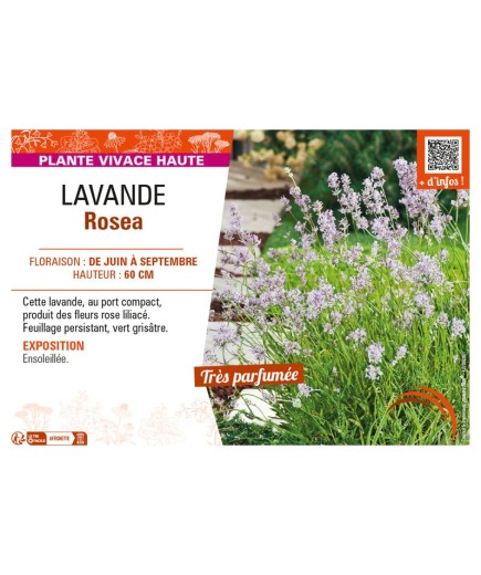 LAVANDULA ROSEA