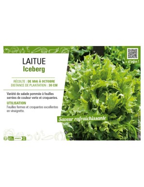 LAITUE ICEBERG