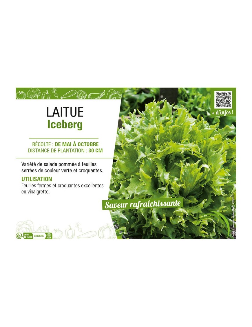 LAITUE ICEBERG
