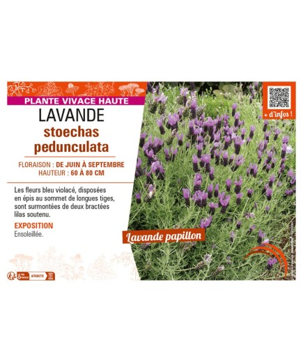 LAVANDULA STOECHAS PEDUNCULATA