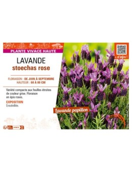 LAVANDULA STOECHAS ROSE