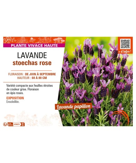 LAVANDULA STOECHAS ROSE