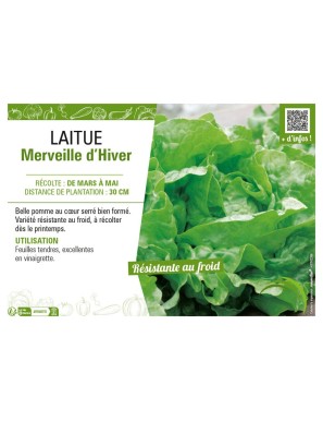LAITUE MERVEILLE D'HIVER