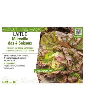 LAITUE MERVEILLE DES 4 SAISONS