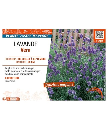 LAVANDULA VERA